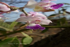 Aerides crispum